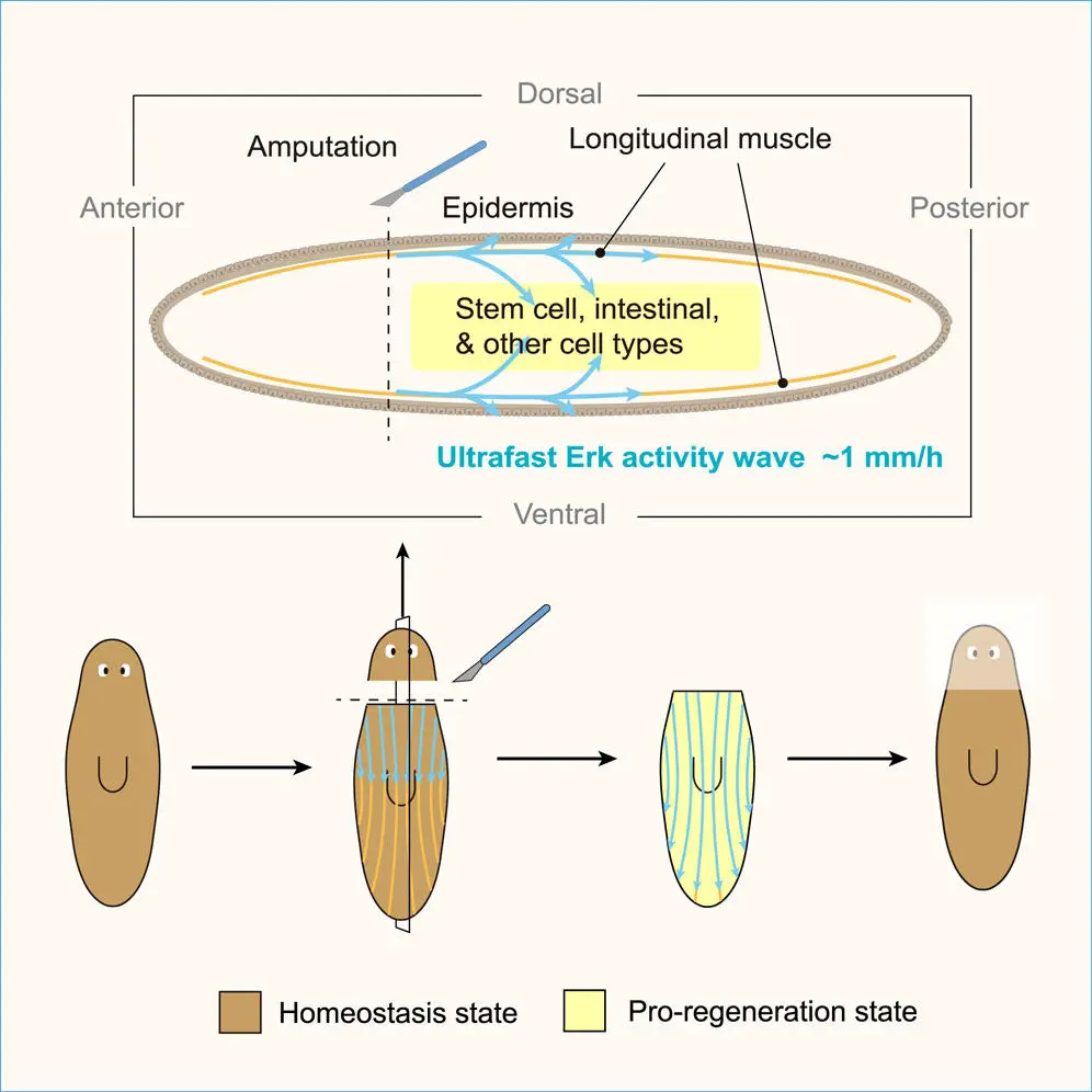 Regeneration-Might-Be-a-Whole-Body-Affair-Graphic.webp