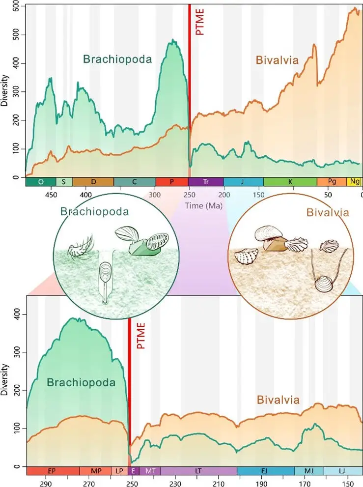 Diversities-of-Brachiopods-and-Bivalves-Over-the-Past-500-Myr.webp