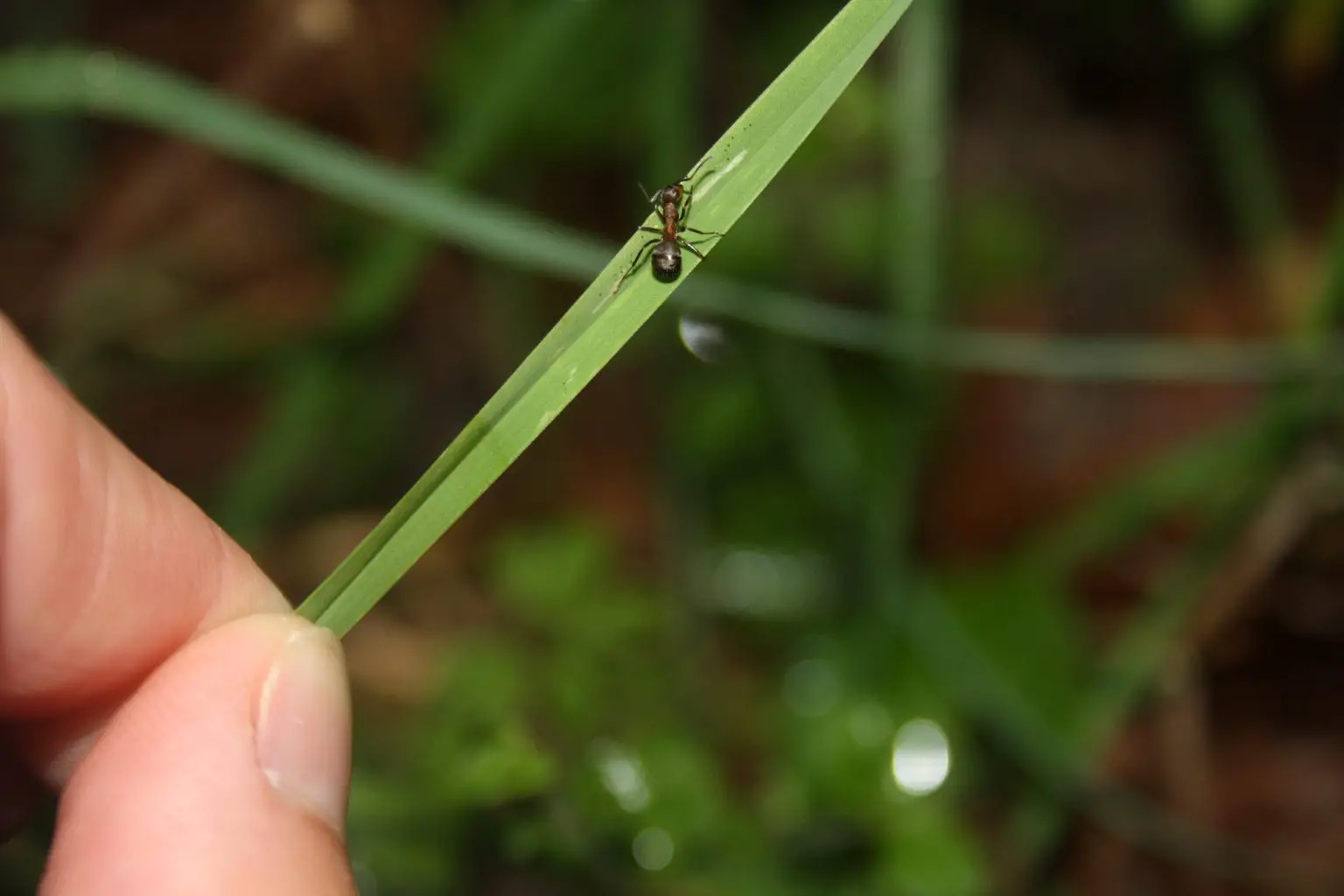 Zombie-Ant-on-Blade-of-Grass-1536x1024.webp