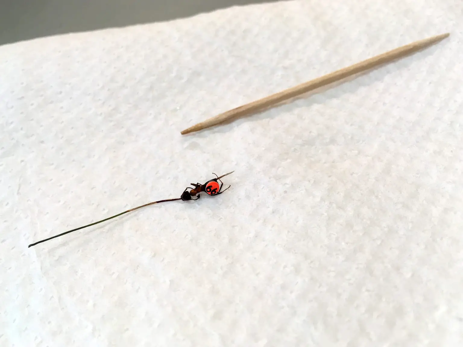 Tagged-Ant-1536x1152.webp