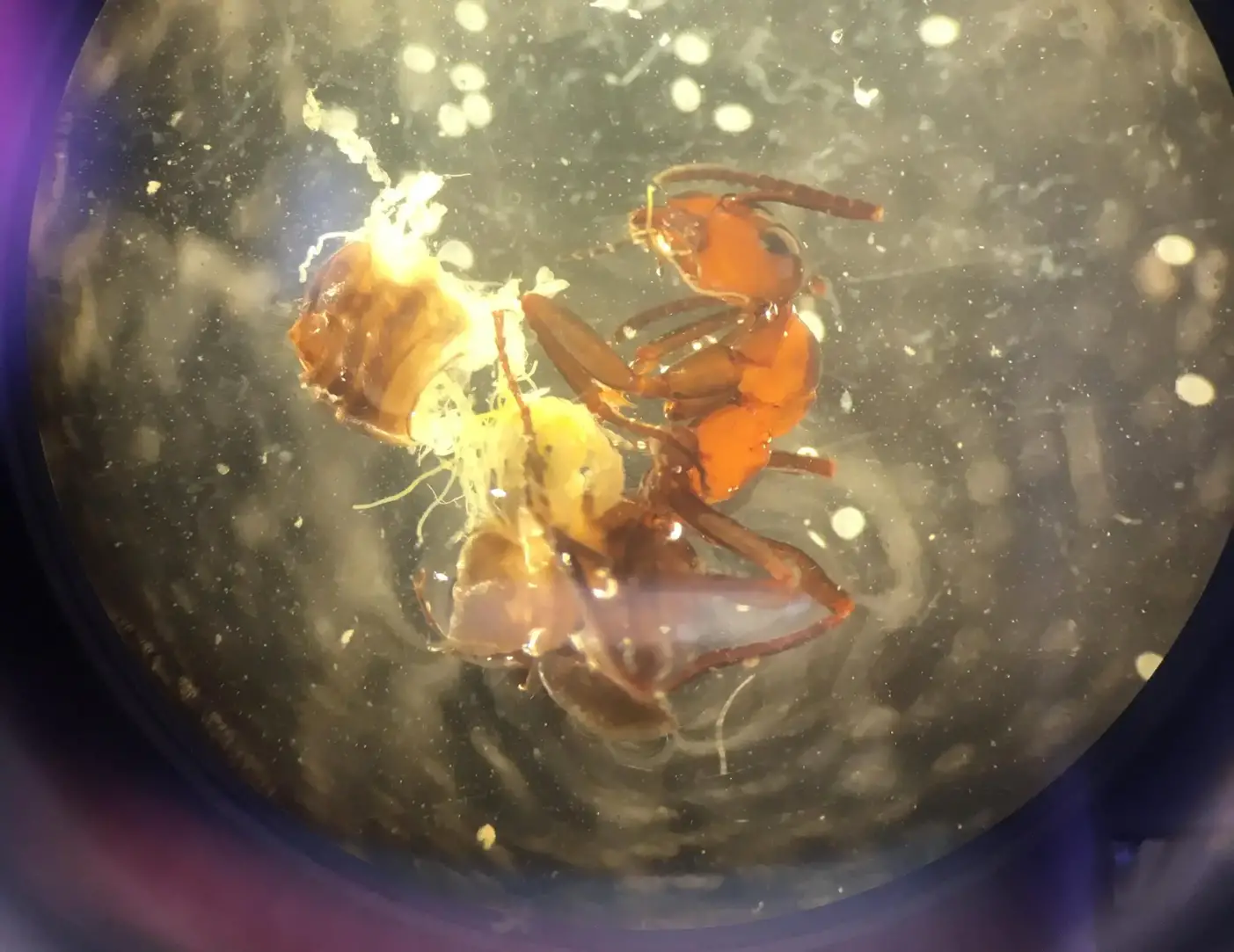 Parasites-in-Dissected-Ant-2048x1580.webp