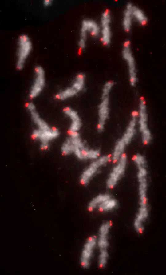Chromosomes-of-the-African-Monarch-Butterfly.webp