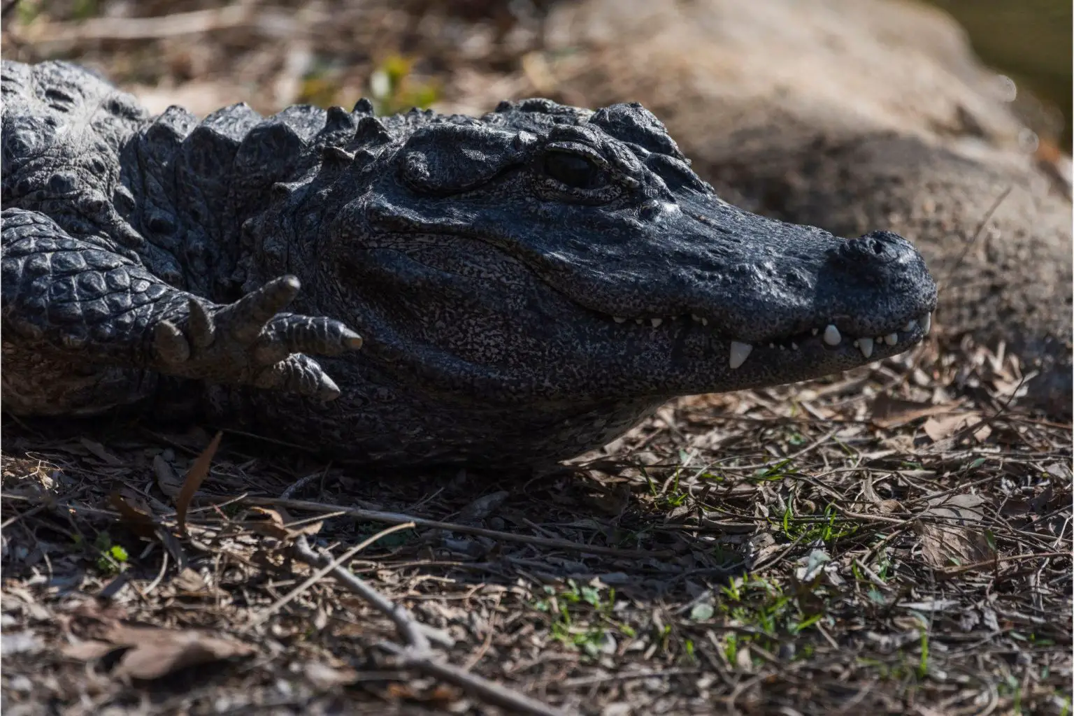 Chinese-Alligator-1536x1024.webp