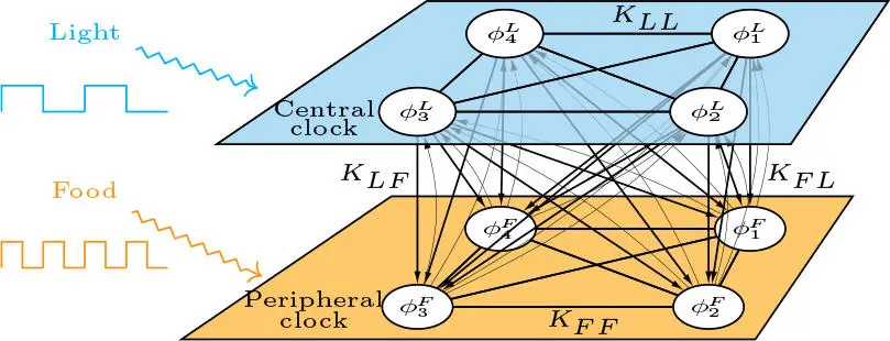 Schematic-of-the-Mathematical-Internal-Clock-Model.webp