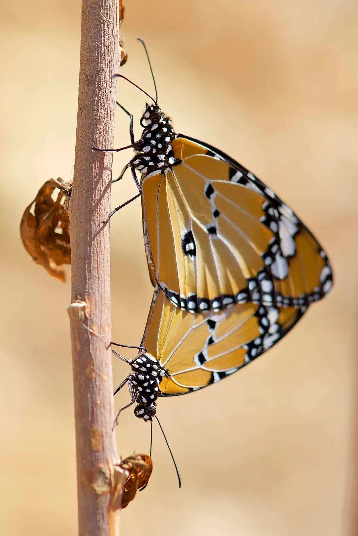 A-Male-and-Female-African-Monarch-Mating-1368x2048.webp