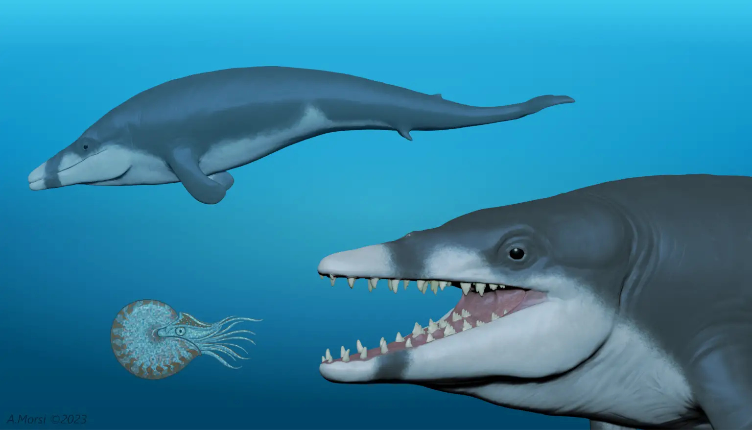Two-Tutcetus-rayanensis-1536x878.webp