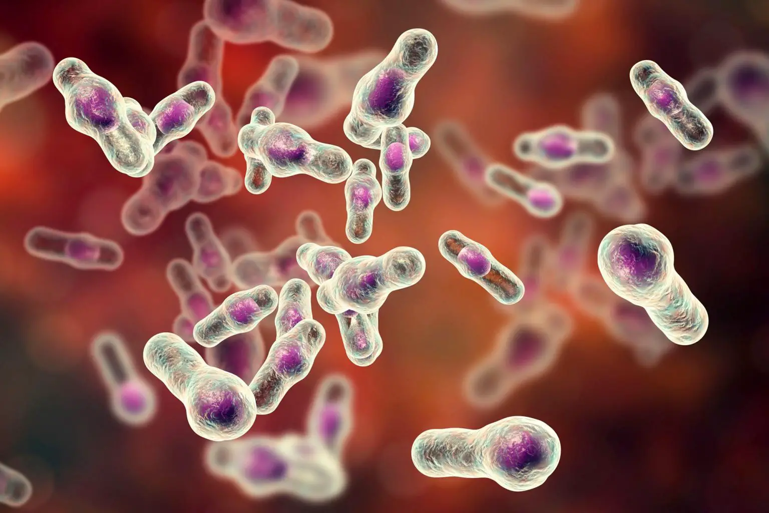 Clostridioides-difficile-Bacteria-Illustration-1536x1024.webp