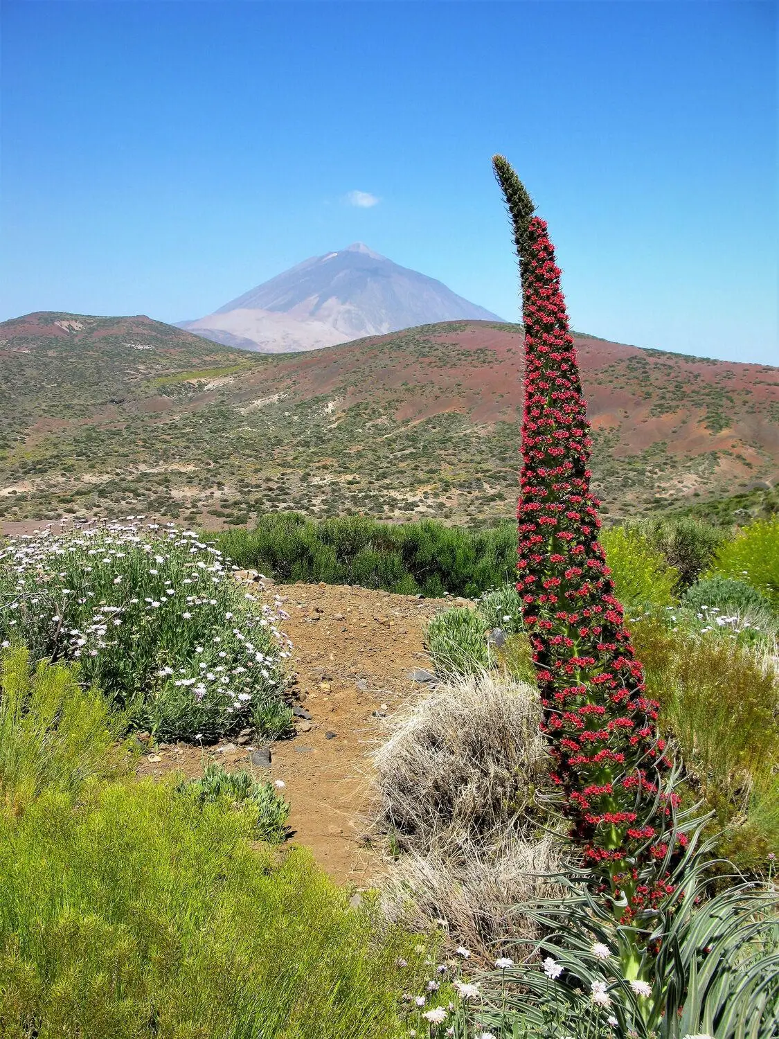 Tower-of-Jewels-Plant.webp