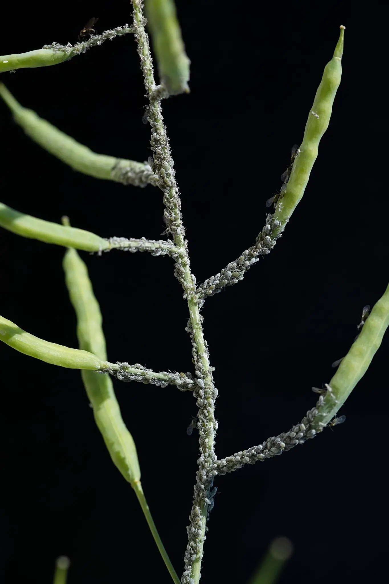 Cabbage-Aphids-Rapeseed-Plant-1365x2048.webp