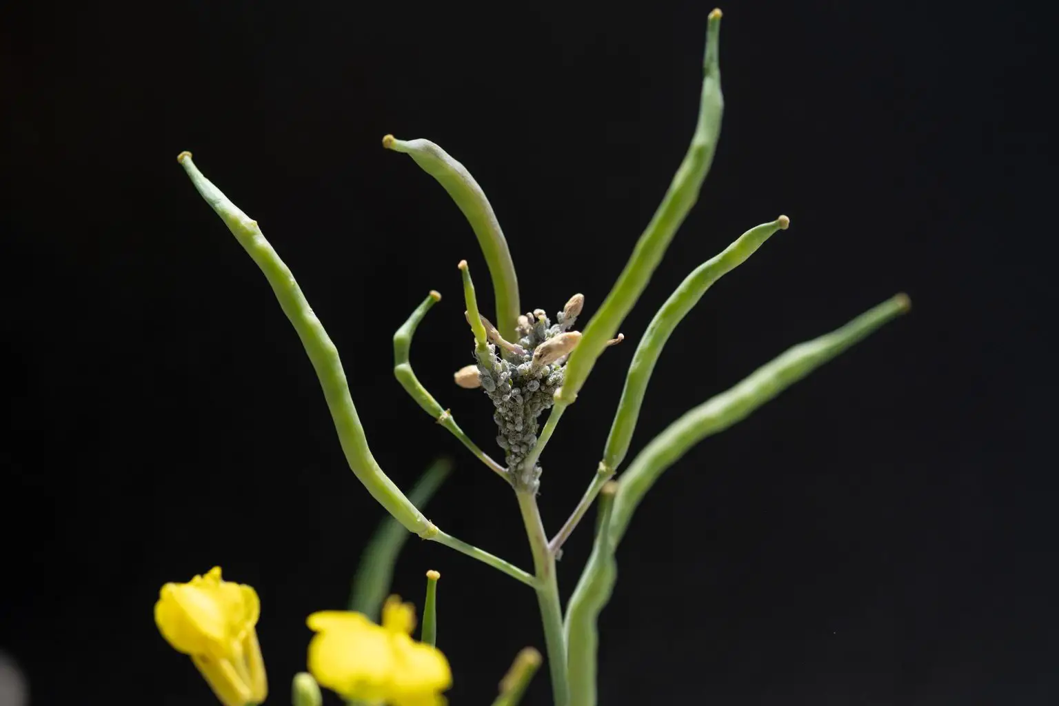 Cabbage-Aphids-1536x1024.webp