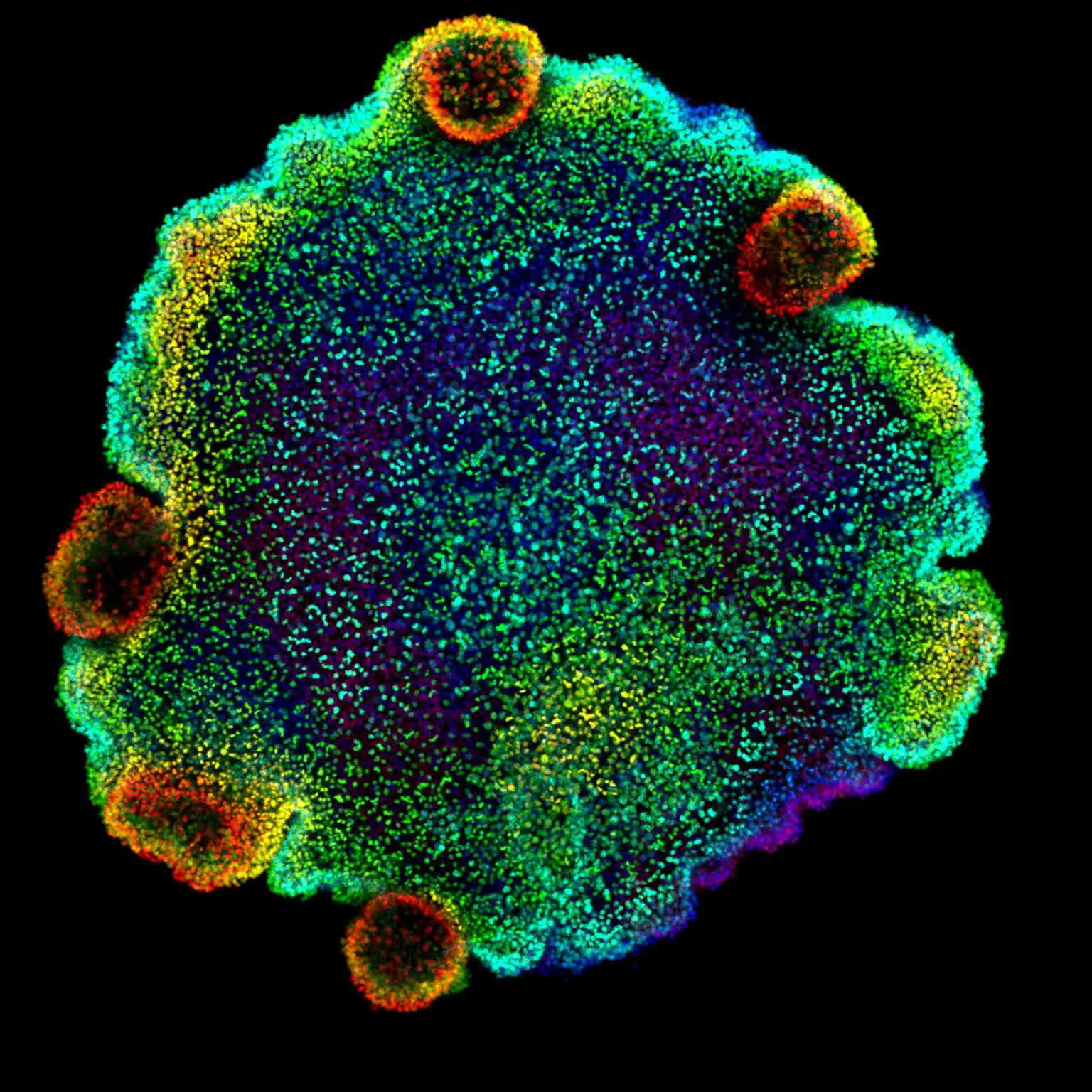 Image-of-Placozoans-Used-in-the-Study-1536x1536.webp