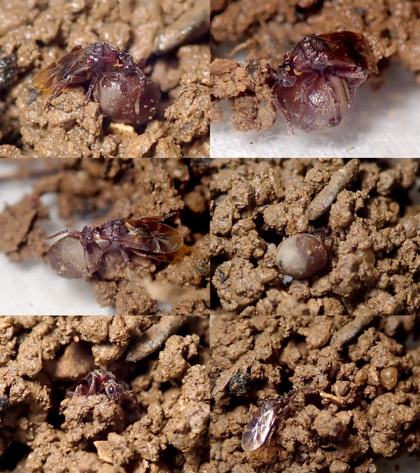 A-Female-Wasp-From-the-Species-Loboscelidia-squamosa-Buries-Her-Host-Egg-1365x1536.webp