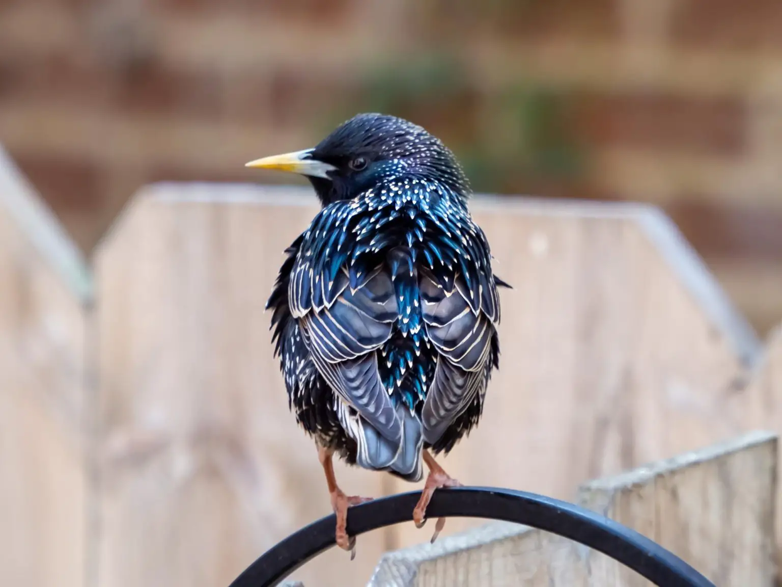 European-Starling-Fence-1536x1152.webp