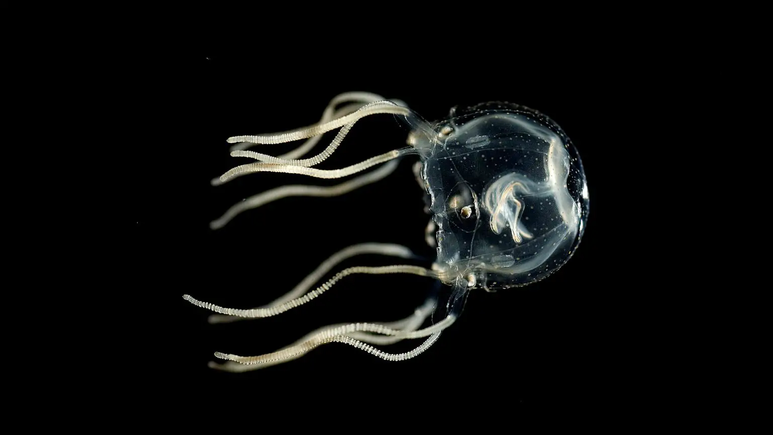 Caribbean-Box-Jellyfish-1536x864.webp