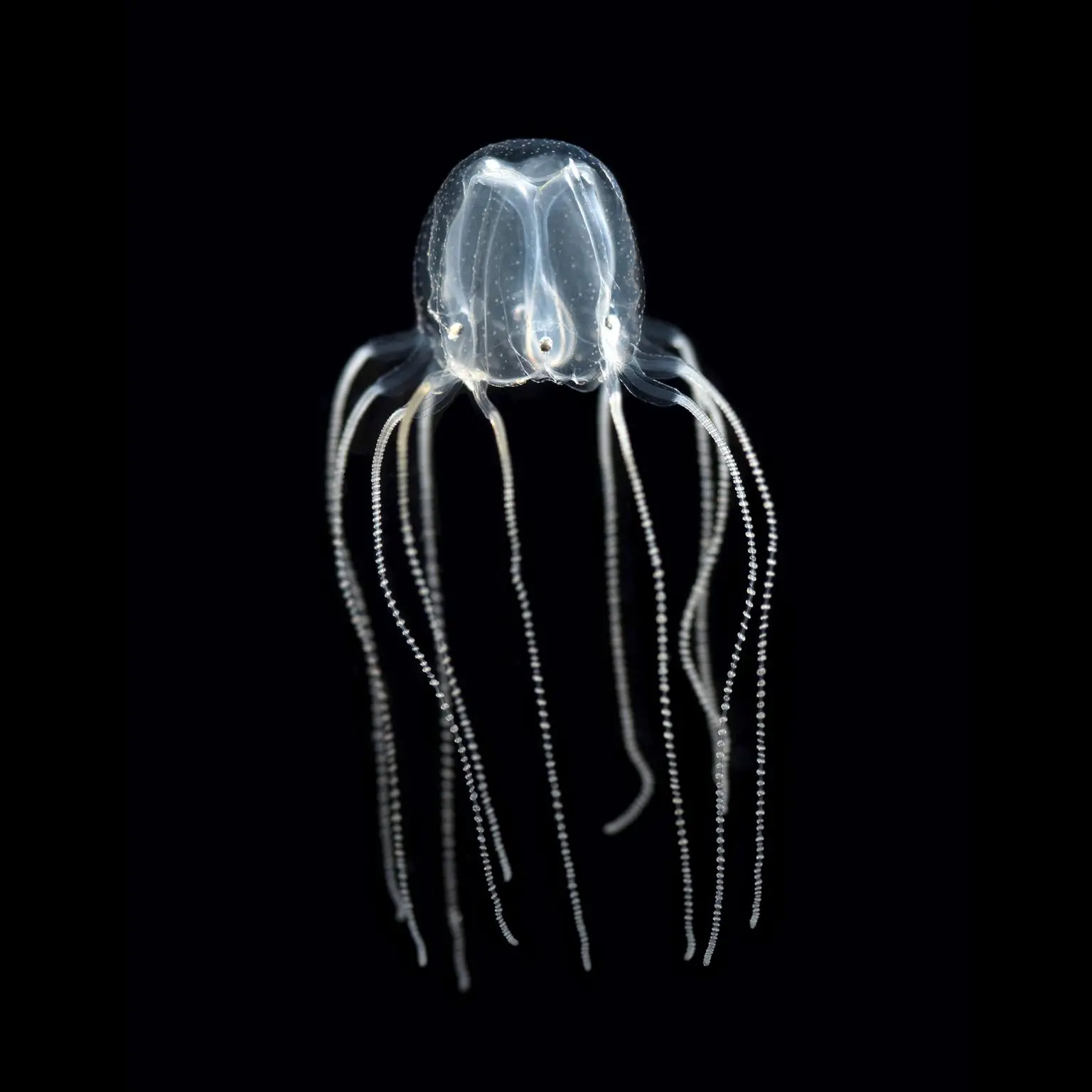 Caribbean-Box-Jellyfish-Rhopalia-1536x1536.webp