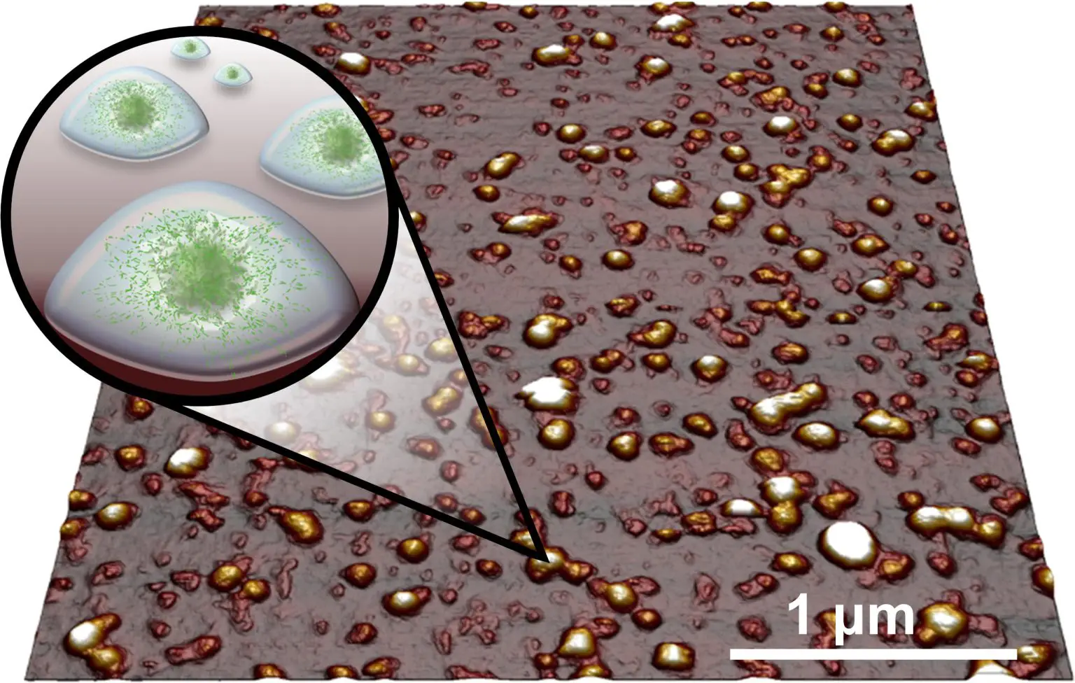 Plant-Protein-Microgels-Examined-by-a-Force-Microscope-1536x976.webp