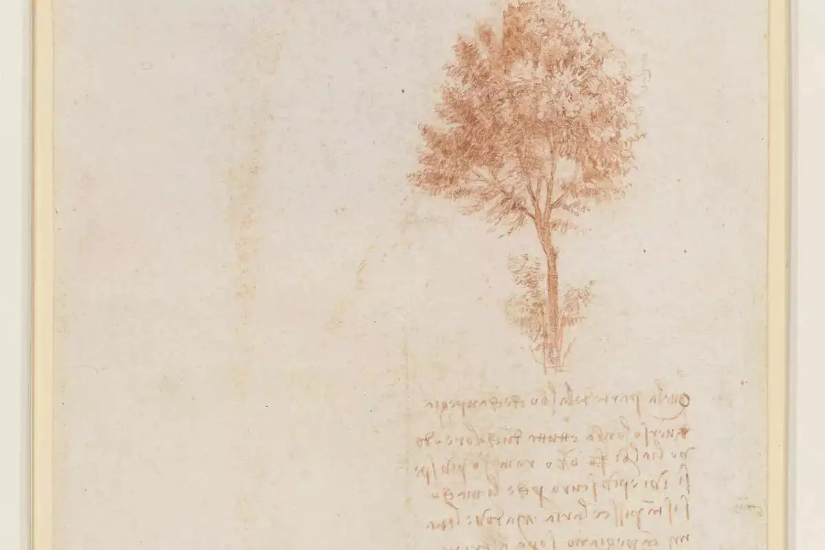 Verso-A-Tree-Leonardo-da-Vinci.webp
