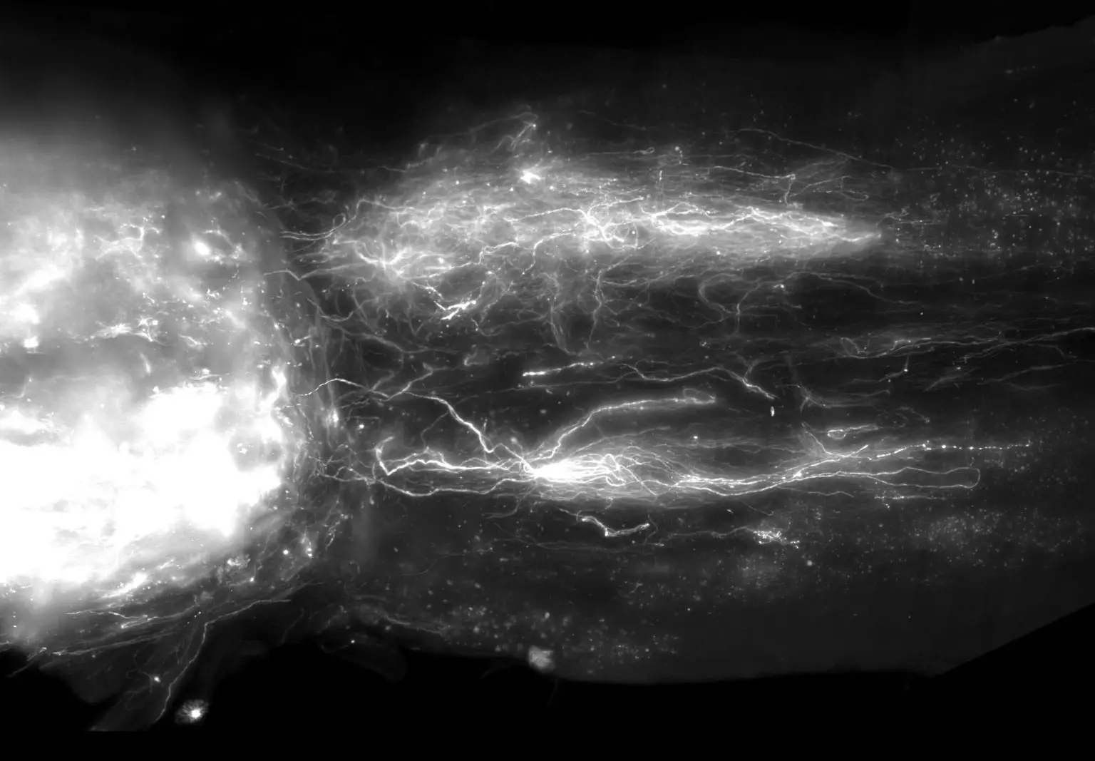 Neurons-Regenerating-Across-Spinal-Cord-Injury-1536x1067.webp