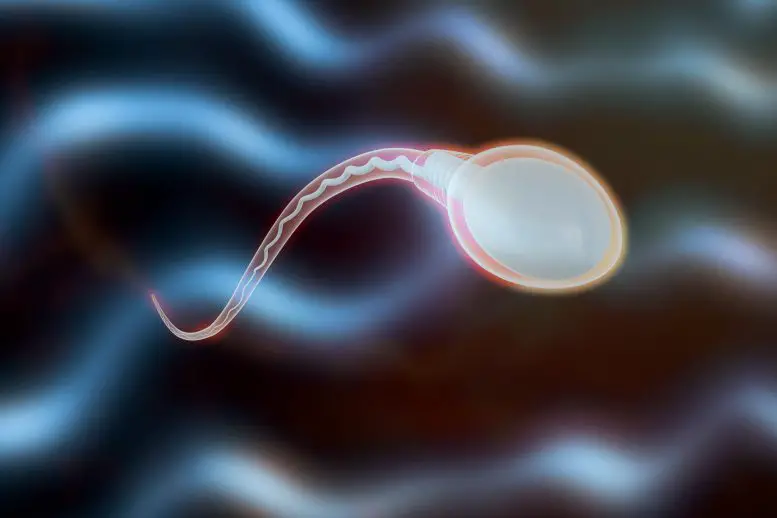 Sperm-Cell-Zebra-Stripes-777x518.webp