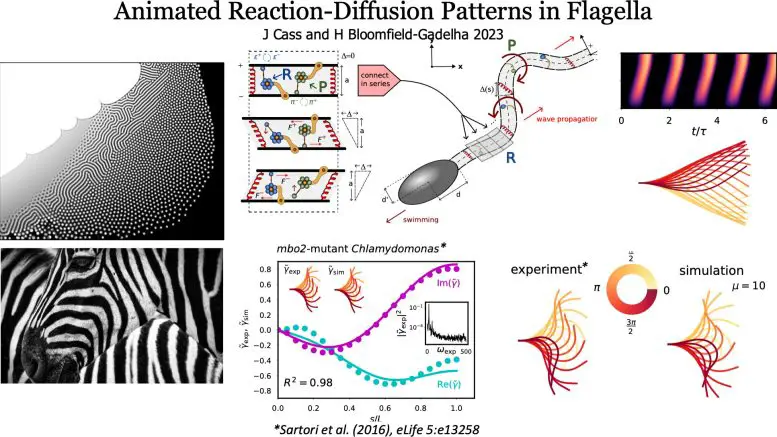 Animated-Reaction-Diffusion-Patterns-in-Flagella-777x437.webp