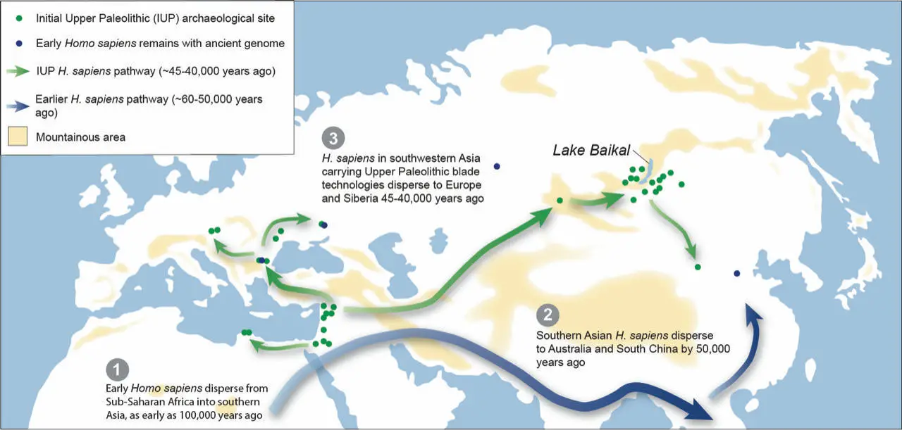 Map-Showing-Theorized-Migration-Routes-of-Early-Homo-sapiens-From-Africa-Across-Eurasia.webp