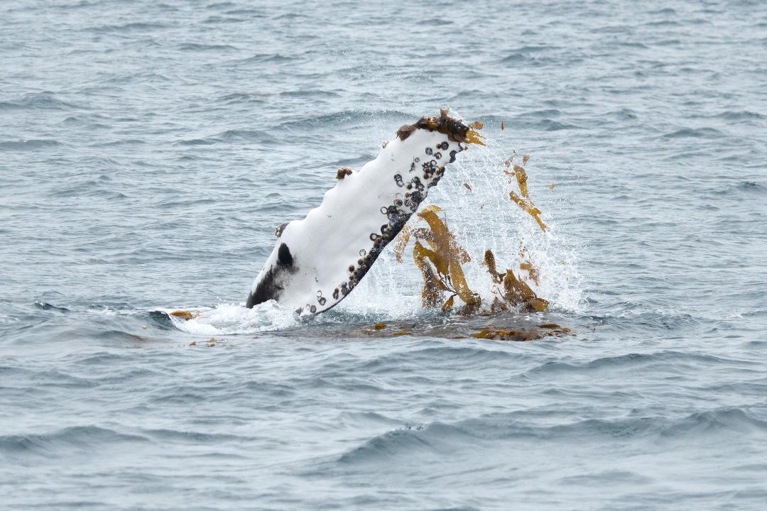Humpback-pectoral-fin-with-kelp-hanging-off-Lorinnah-Hesper.jpg