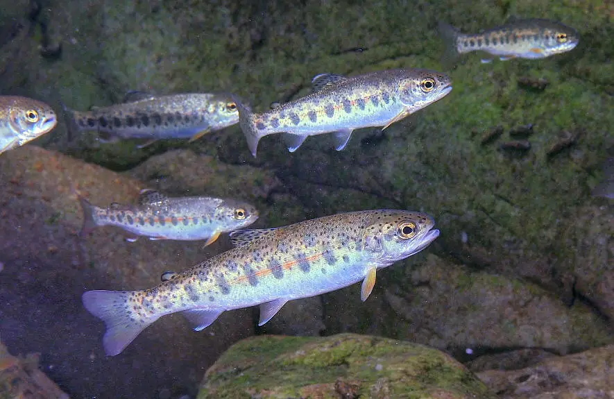 Juvenile-Steelhead-Trout.webp