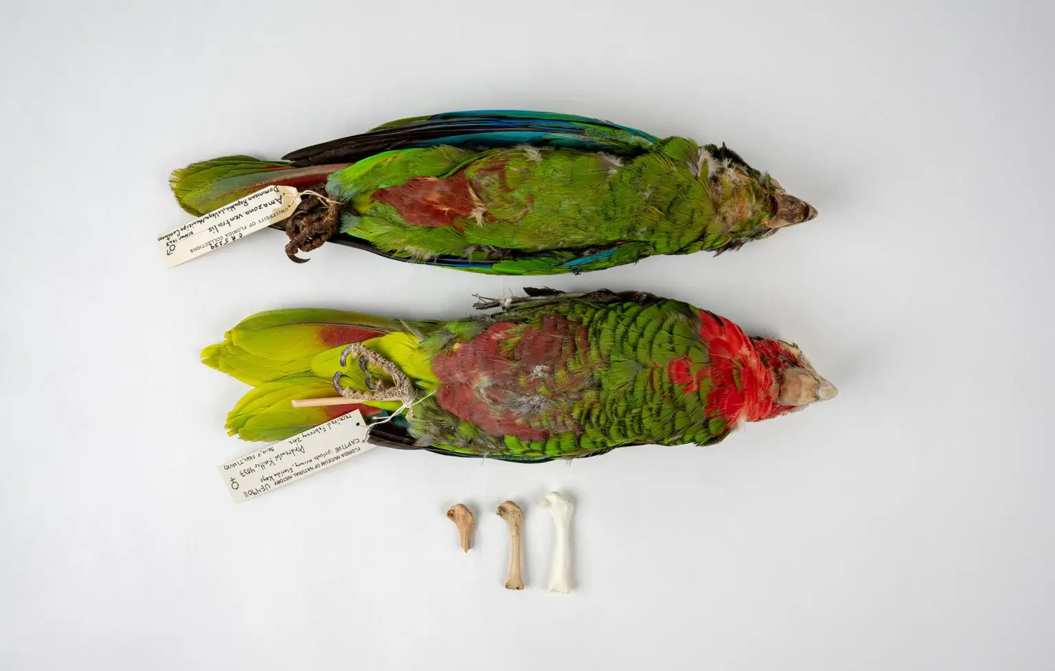A.-leucocephala-and-A.-ventralis-1536x978.webp