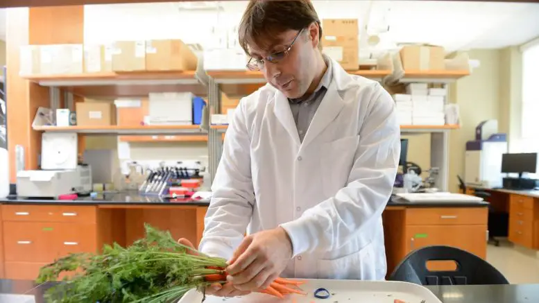 Massimo-Iorizzo-Examines-Orange-Carrots-777x437.webp