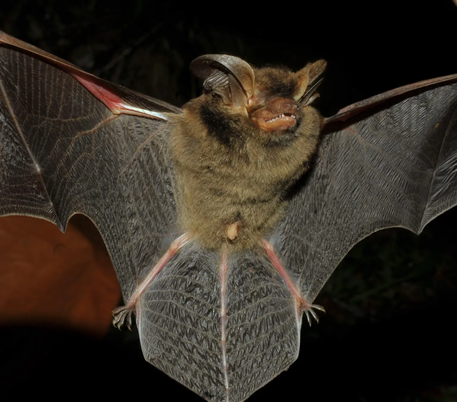 Histiotus-alienus-Wings-Spread-1536x1351.webp
