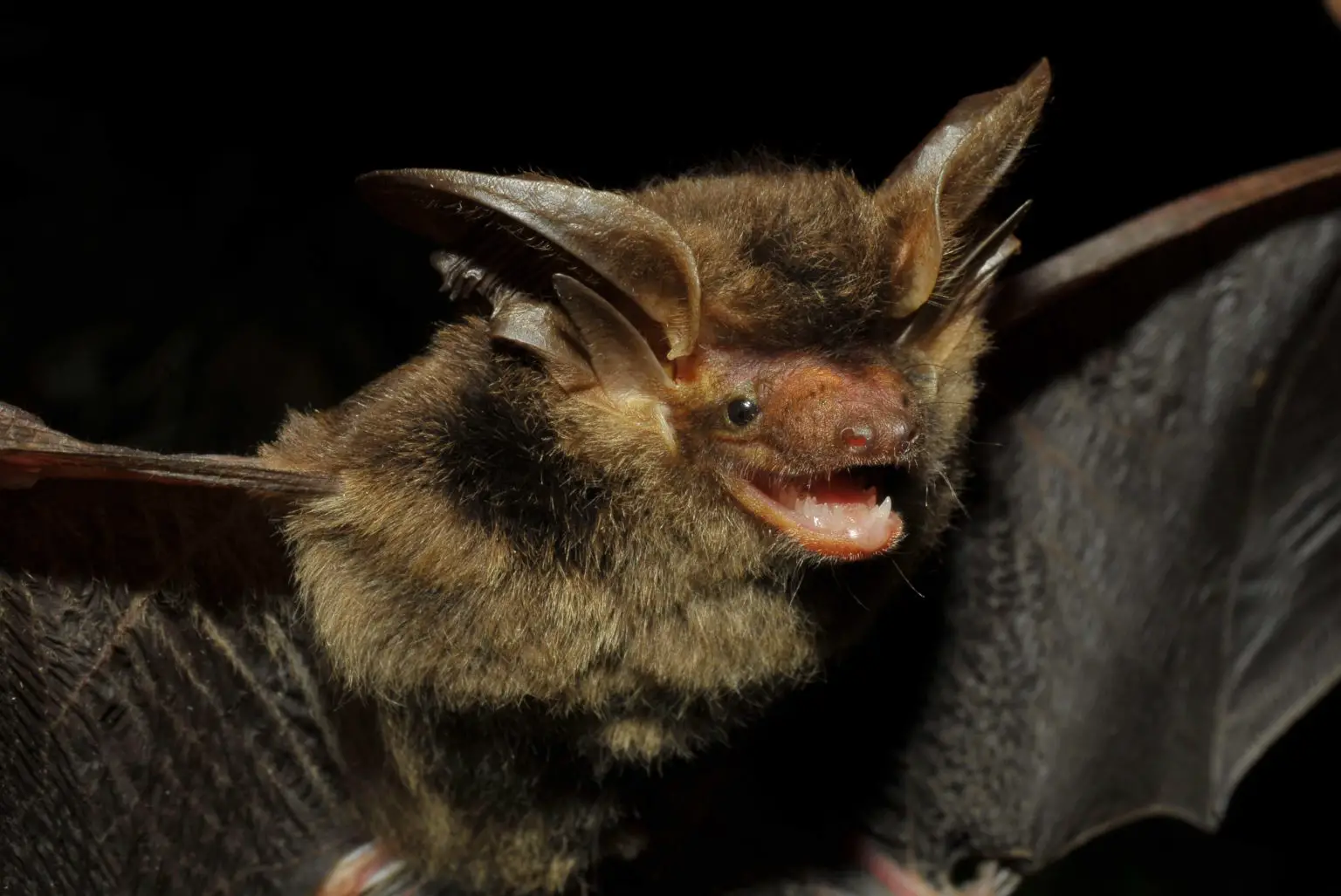 Histiotus-alienus-1536x1027.webp