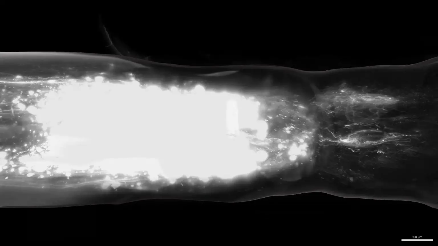 Neurons-Regenerating-Spinal-Cord-Injury-1536x864.webp