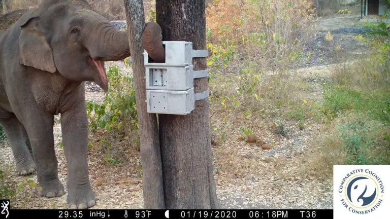 Elephant-Solves-Food-Puzzlebox-768x432.webp