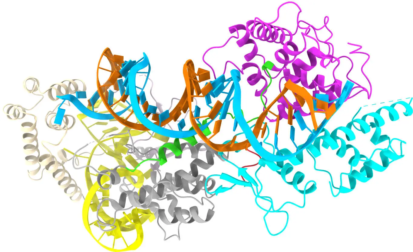 Model-of-a-Minimal-CRISPR-Cas13bt3-Molecule.webp