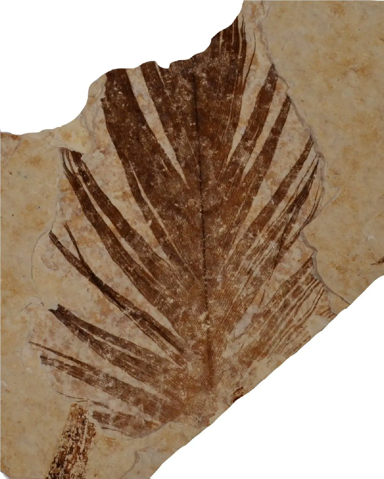 Green-River-Formation-Fossil-Feather-1229x1536.webp