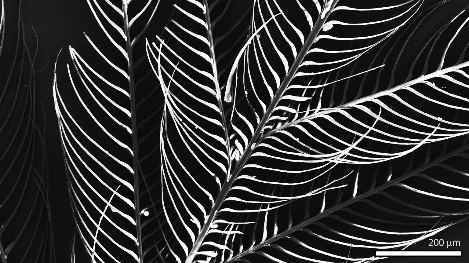 Zebra-Finch-Feather-Scanning-Electron-Microscopy-1536x861.webp