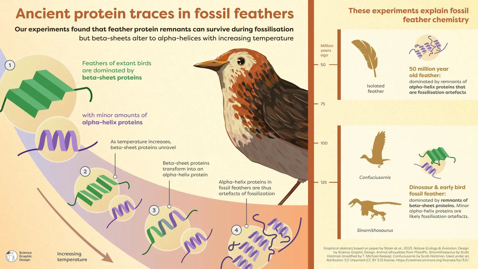 Dinosaur-Feathers-Reveal-Traces-of-Ancient-Proteins-1536x864.webp