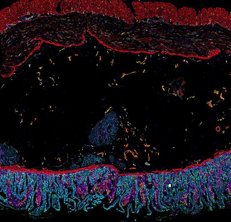 Cells-of-the-Human-Intestine-777x749.webp