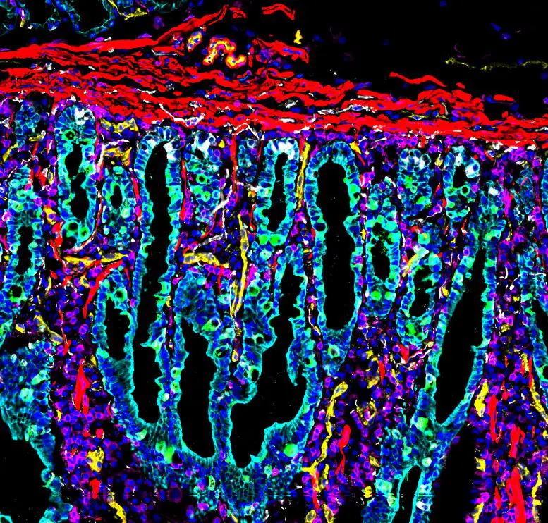Cells-of-the-Human-Intestine-2-777x742.webp