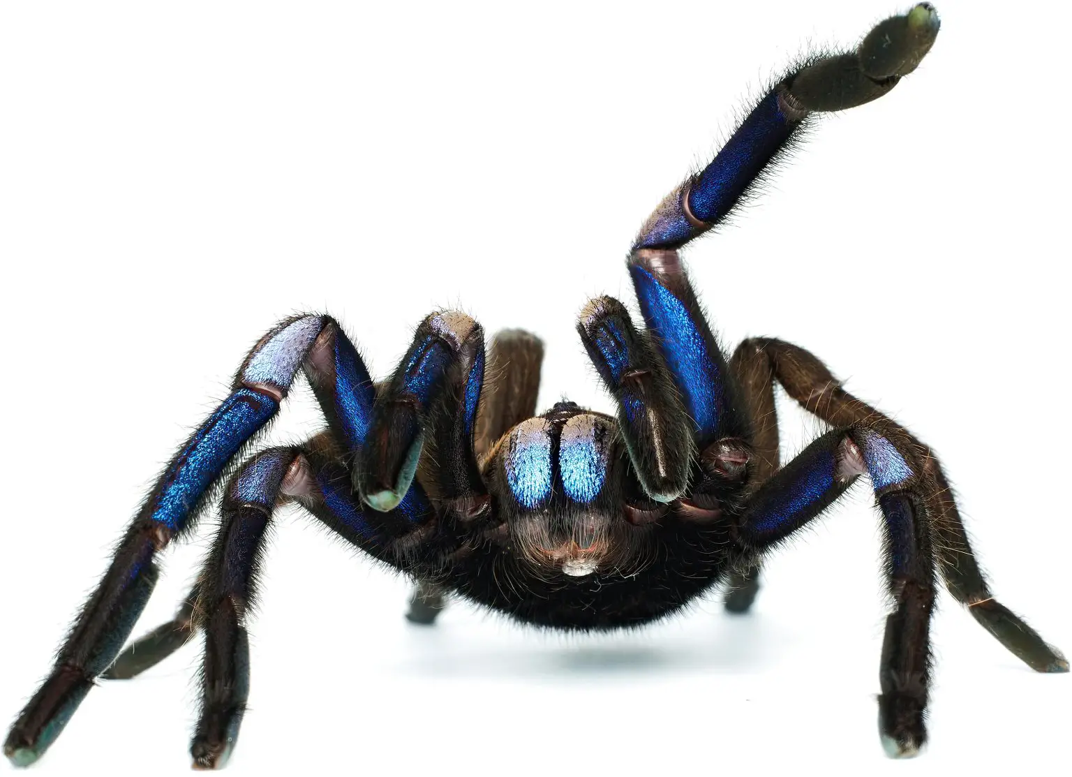 Chilobrachys-natanicharum-Front-1536x1113.webp