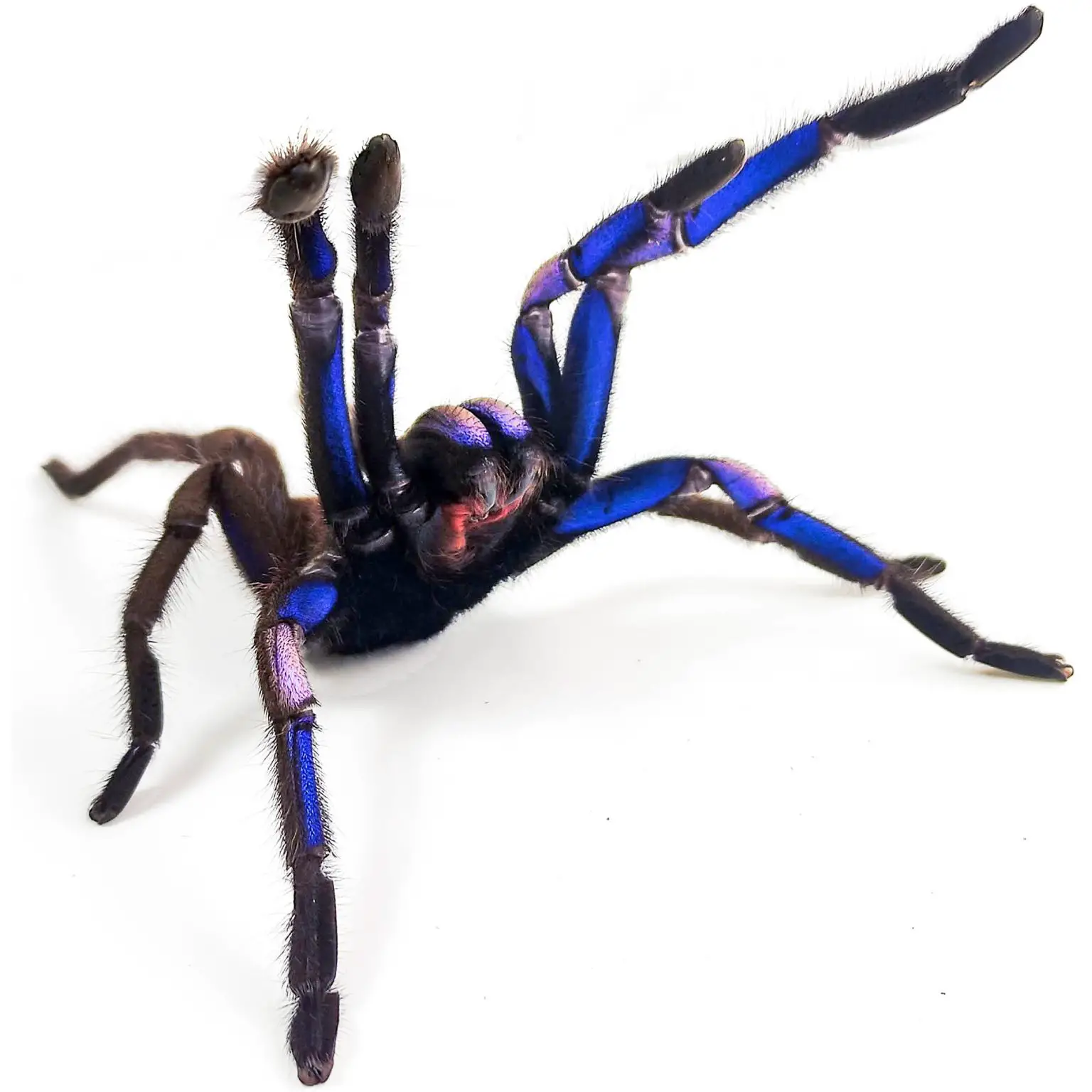 Chilobrachys-natanicharum-Rearing-Up-1536x1536.webp