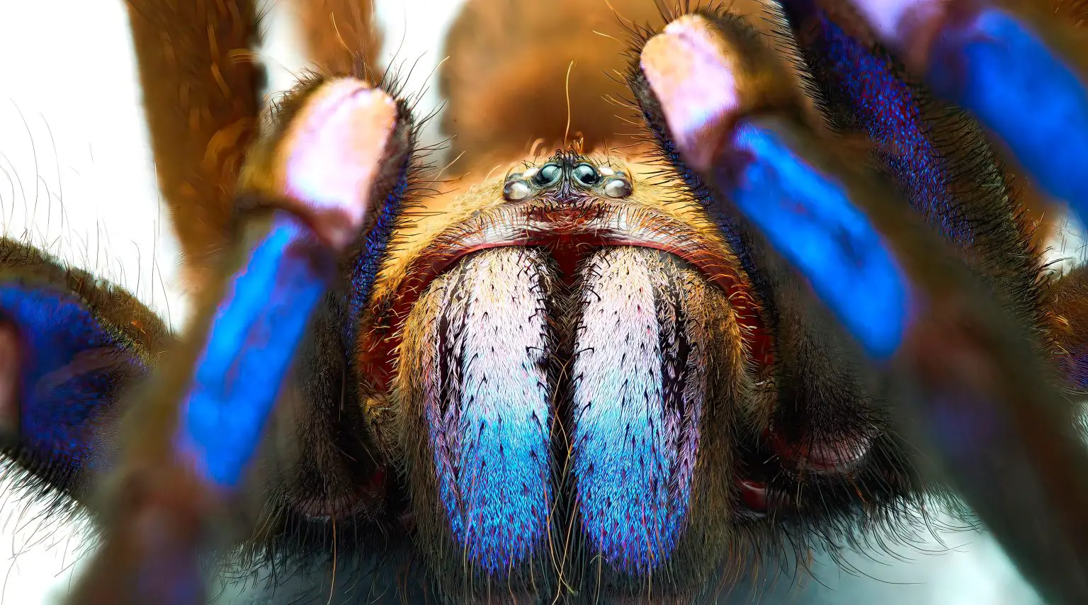 Chilobrachys-natanicharum-Close-Up-1536x854.webp