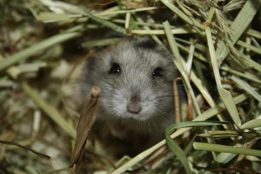 news_092923_MouseAllergy_fullsize.webp