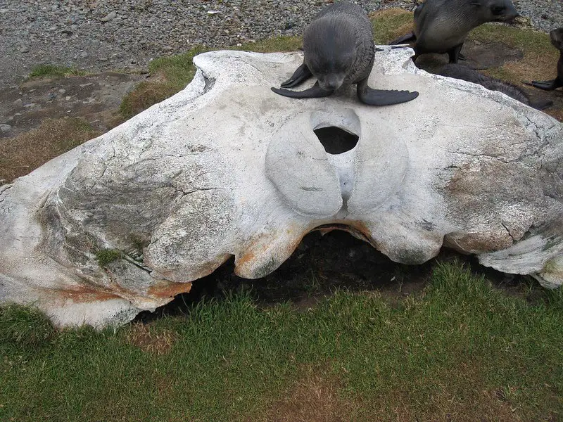 Whale-Bone-on-South-Georgia-Island.webp