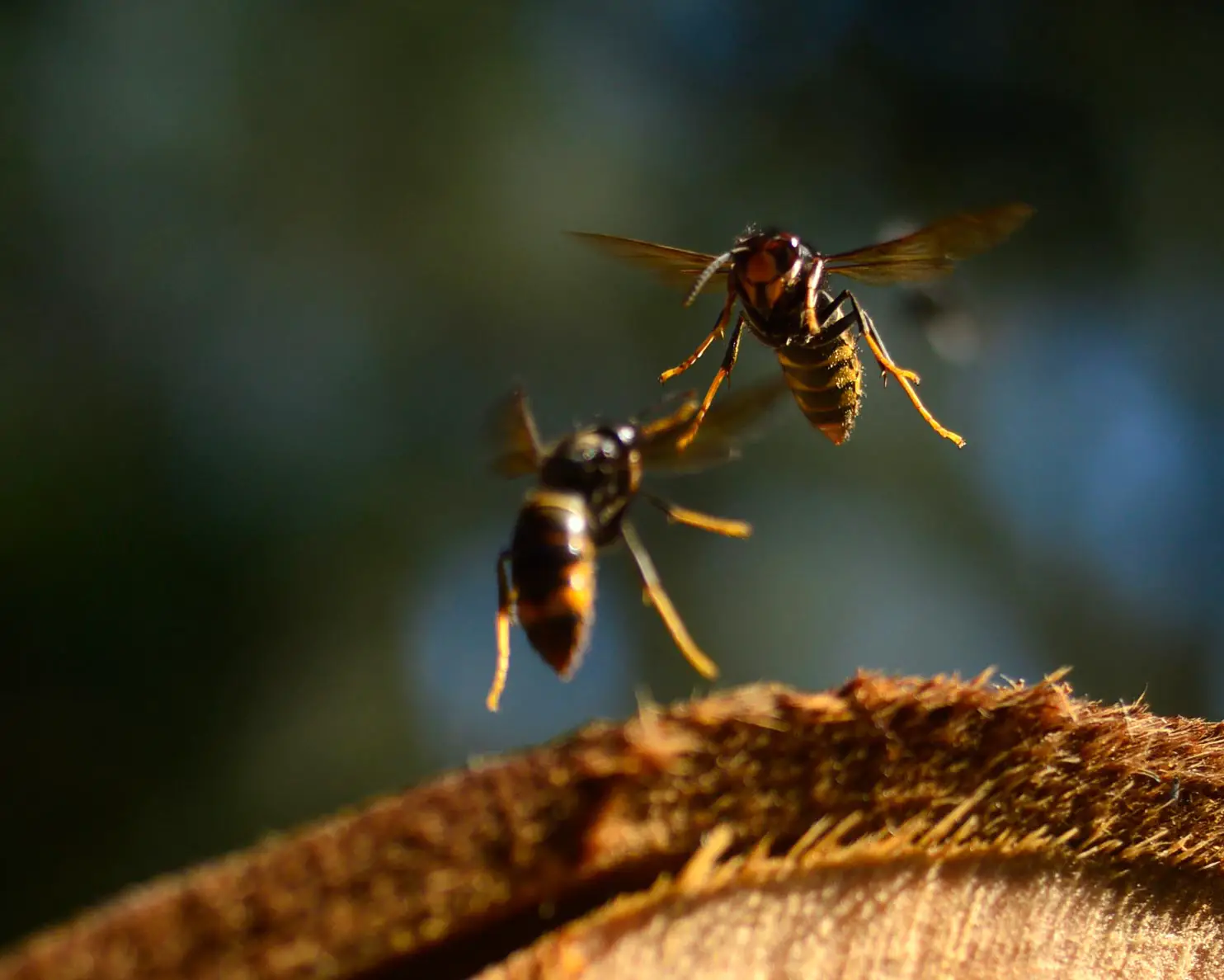 Asian-Hornets-Close.webp