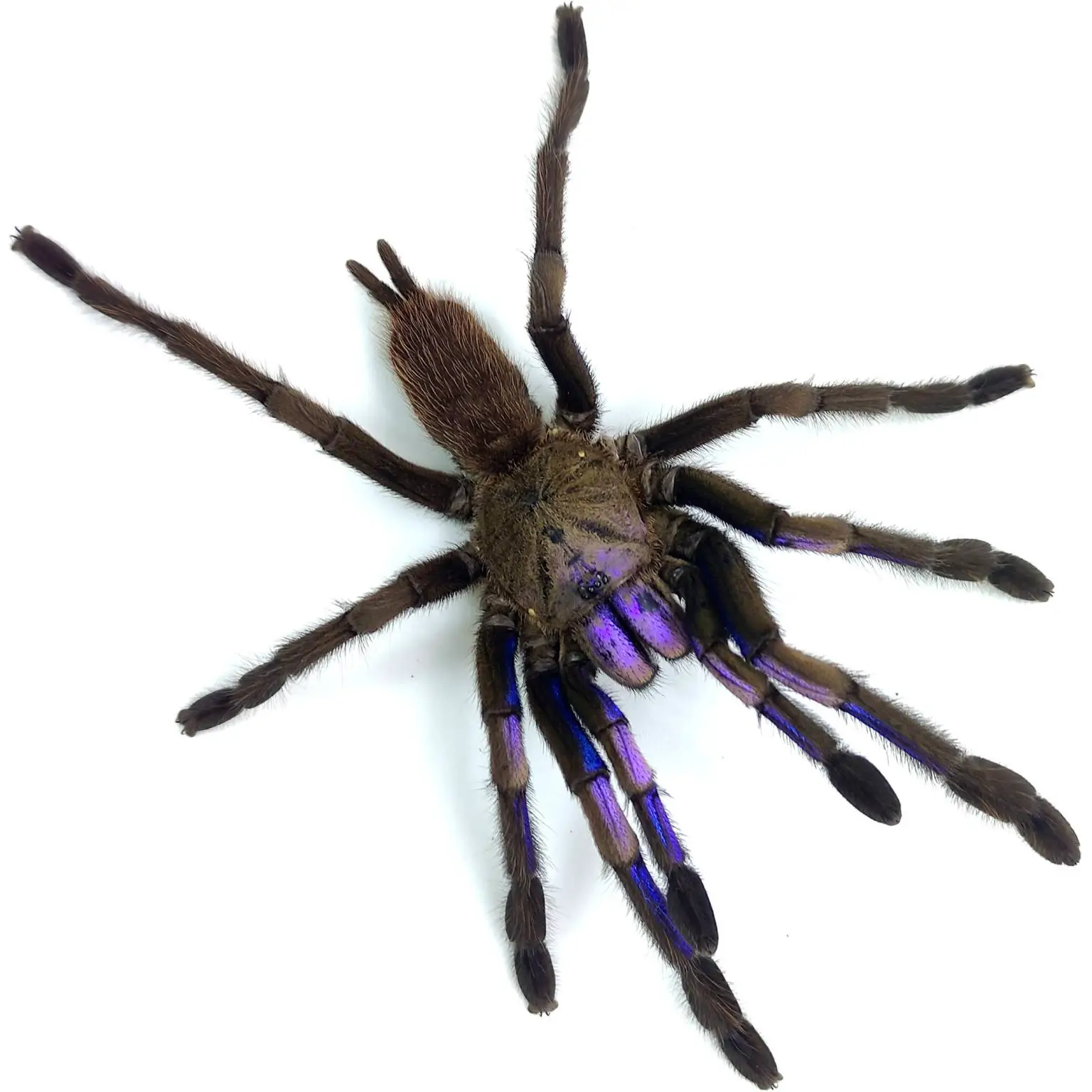 Chilobrachys-natanicharum-Top-1536x1536.webp