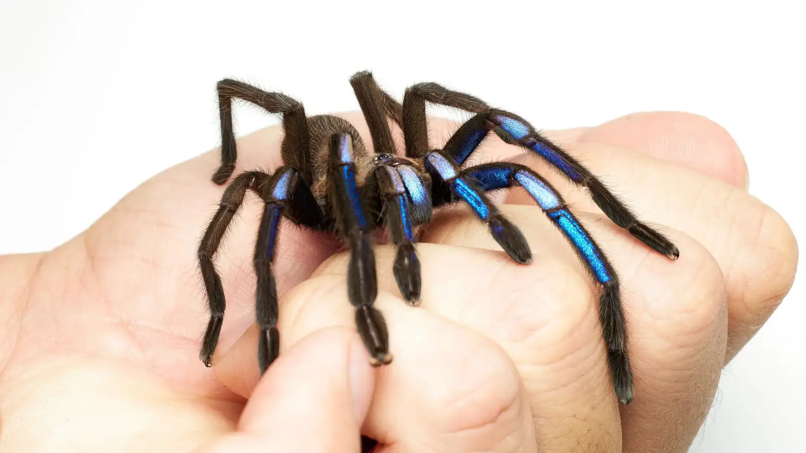 Chilobrachys-natanicharum-2048x1152.webp