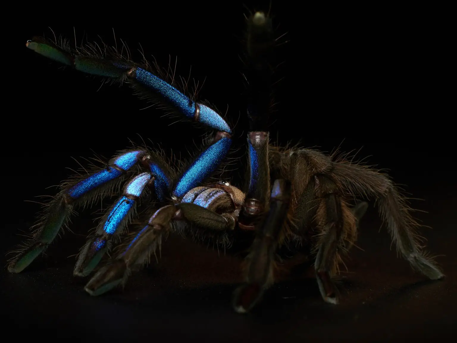 Chilobrachys-natanicharum-Dark-1536x1152.webp