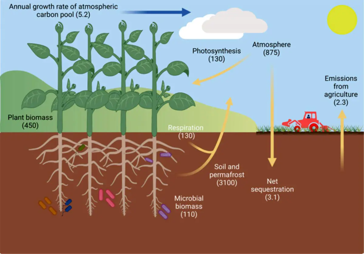 Agricultural-Carbon-Cycle.webp