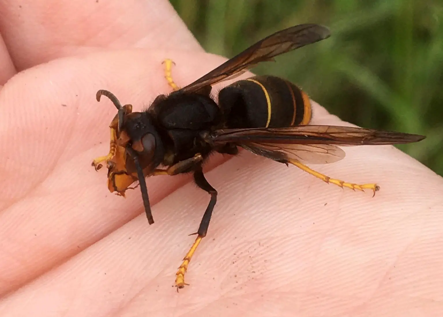 Asian-Hornet-in-Hand-1536x1097.webp